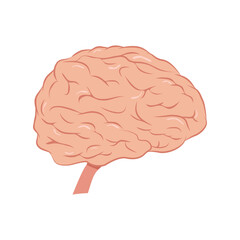 Brain icon. Internal human organ vector illustration isolated on white 