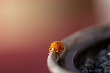 Detail of an orange ladybug walking along the edge of a metal planter