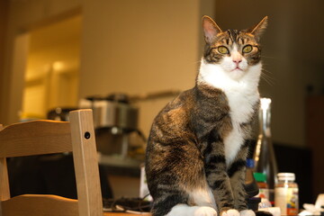 Cute Forest cat standing on a table