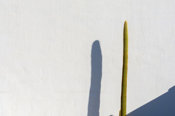 Long green cactus and its shadow on a rough white wall