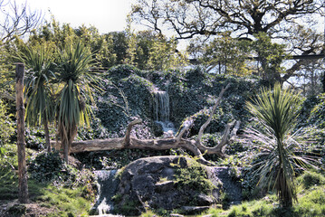 palm tree in the park
