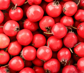Hawthorn berries background. The view from top