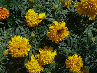 yellow flowers in the garden close up