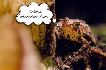 Frog I Think thereforce I am