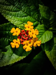 Yellow-orange mix beautiful wild flowers 