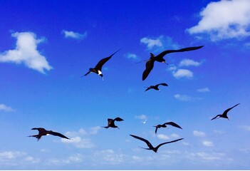 Gaivotas