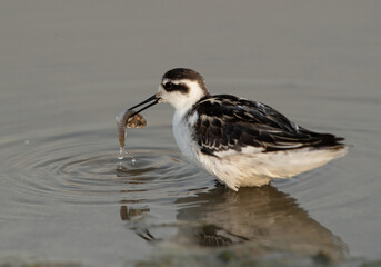 Red-necked phalarope with a fish at Asker Marsh, Bahrain