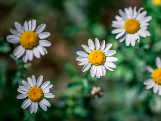 White and yellow Daisy  macro photography, edited photo ready to use. Daisies field look like chamomile flower