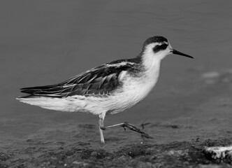 Portrait of a  Red-necked phalarope at Asker Marsh, Bahrain