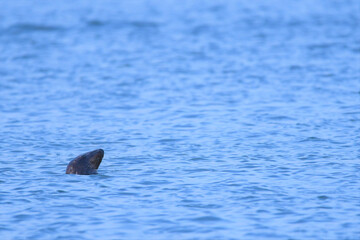 Fototapeta premium cute nantucket grey seal 