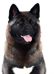 adult dog of American Akita breed on a white background