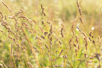Dry grass on a green blurred background.