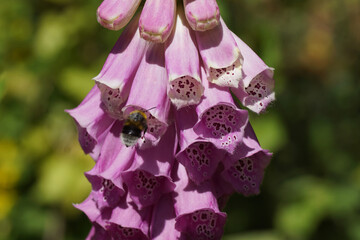 Flowering foxglove (Digitalis), plantain family (Plantaginaceae) and a garden bumblebee (Bombus hortorum), family Apidae. Spring in a Dutch garden.  © Thijs de Graaf