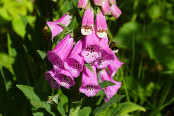 Flowering foxglove (Digitalis) of the plantain family (Plantaginaceae) and a garden bumblebee (Bombus hortorum) of the family Apidae. In the spring in a Dutch garden.  © Thijs de Graaf