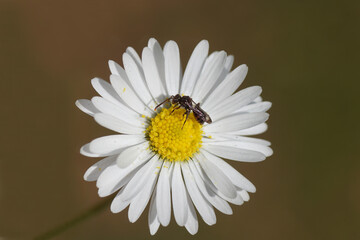 Flower of Common daisy, English daisy, Bellis perennis. With the cuckoo bee Nomada sheppardana of the family Apidae. In a Dutch garden in spring.    © Thijs de Graaf