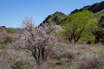 Blooming fruit tree against the background of small mountains.