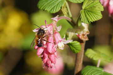 Red mason bee (Osmia bicornis) family Megachilidae on the flowers of a Ribes sanguineum, the flowering currant or redflower currant. Spring, Netherlands
