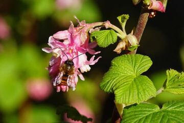 Red mason bee (Osmia bicornis) family Megachilidae on the flowers of a Ribes sanguineum, the flowering currant or redflower currant. Spring, Netherlands