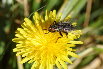 Flesh fly, Sarcophaga. Family Flesh flies, Sarcophagidae. On the flower of Taraxacum officinale, the common dandelion of the family Asteraceae or Compositae. Netherlands, April