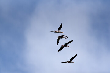 Wildgänse im Flug