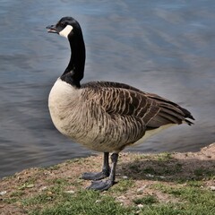 A view of a Canada Goose
