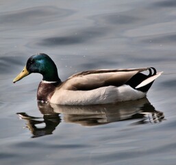 A Mallard Duck on the water