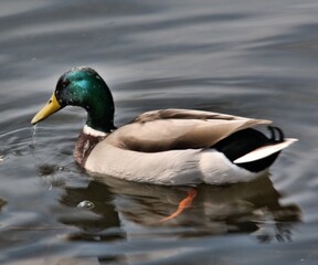 A Mallard Duck on the water