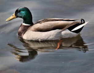 A Mallard Duck on the water