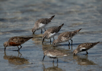 Dunlins feeding at Busaiteen coast, Bahrain