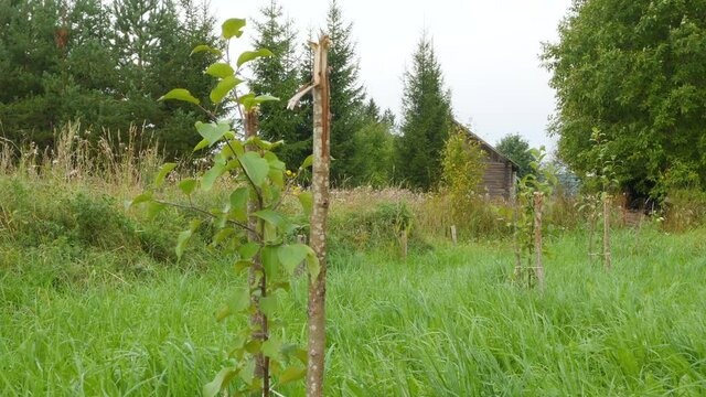 Apple saplings in the countryside in the early morning