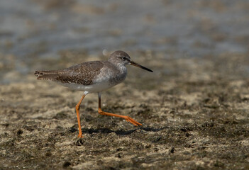 Redshank at Busiateen coast during low tide, Bahrain