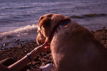 labrador on the beach