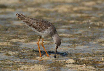 Redshank feeding at Busiateen coast, Bahrain