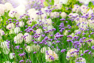 Obraz na płótnie Canvas Verbena Bonariensis is a purple flower, hydrangea in the background.