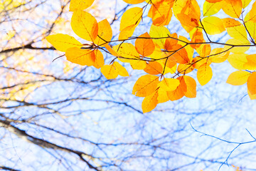 fall maple leaves