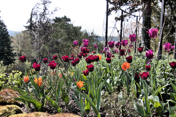 Obraz premium tulip field in spring