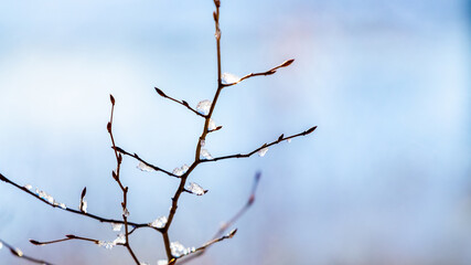 Tree branch covered with snow and ice on blurred background
