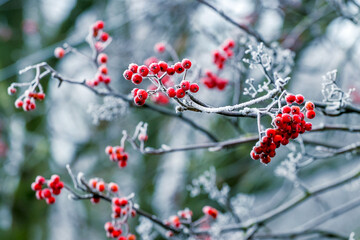 Red berries of mountain ash in winter on a tree