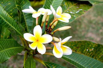 Plumeria closeup in Brazil