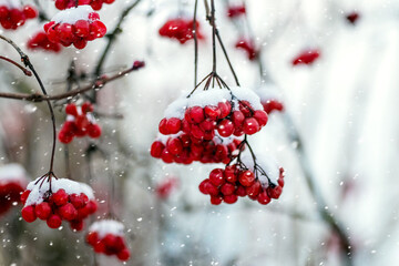 Red berries of viburnum in winter on a tree during a snowfall