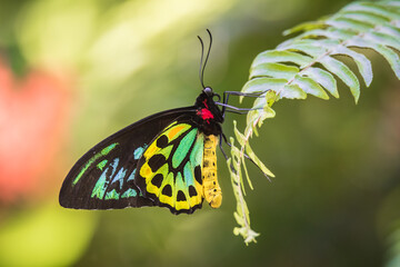 A Cairns Birdwing butterfly perches on a fern leaf near Kewarra Beach in Cairns, Queensland,...