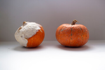 two pumpkins on the white background covered with white mold