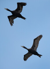 Fototapeta premium A pair of Socotra cormorants flying at Busaiteen coast, Bahrain