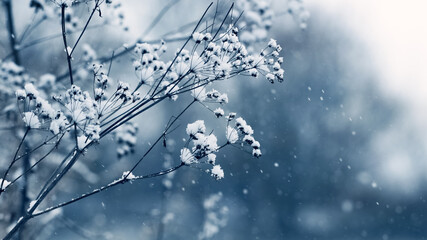 Snow-covered dry shoots of grass on a blurred background, romantic winter background