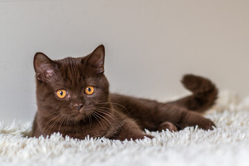 Cute chocolate british shorthair kitten  Selective soft focus
