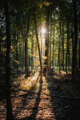 Beautiful dreamy sunset sunt light in a green fresh summer forest with warm light. Realx in the calm woods and get some natural energy. Peaceful and realx nature scene