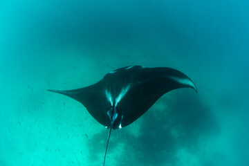 A Manta ray, Manta alfredi, cruises near a cleaning station in Raja Ampat, Indonesia. This remote, tropical region within the Coral Triangle is known for its spectacular collection of marine life.