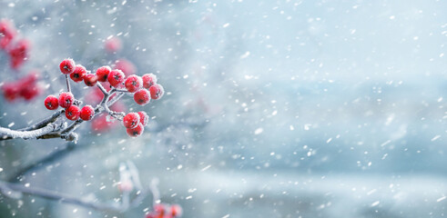 Red rowan berries on a blurred background during a snowfall, panorama - obrazy, fototapety, plakaty