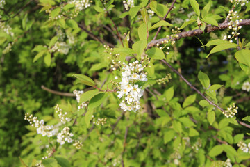  Blooming apple tree, small white flowers on a blurred background. Beautiful delicate photo of flowers for summer mood. Stock photo for web and print with empty space for text and design.
