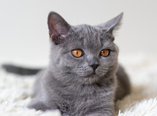Cute british shorthair blue kitten  Selective soft focus